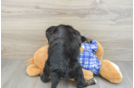 Fluffy Mini Bernedoodle Poodle Mix Pup