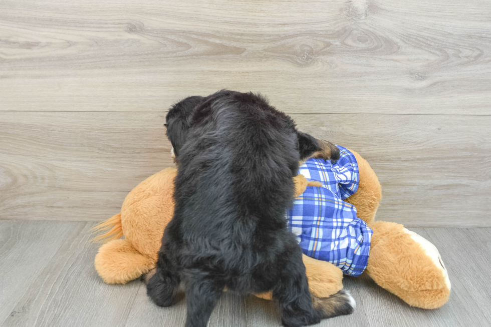 Fluffy Mini Bernedoodle Poodle Mix Pup