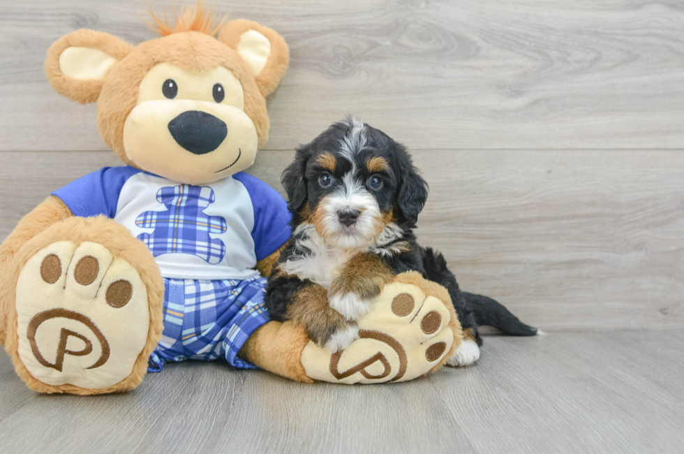 7 week old Mini Bernedoodle Puppy For Sale - Puppy Love PR