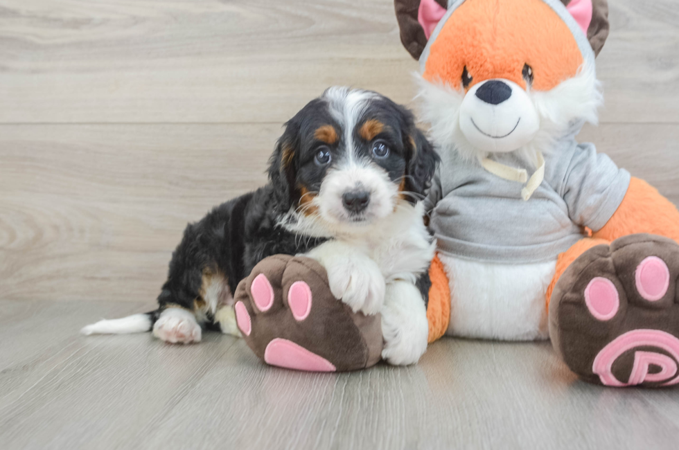 7 week old Mini Bernedoodle Puppy For Sale - Puppy Love PR