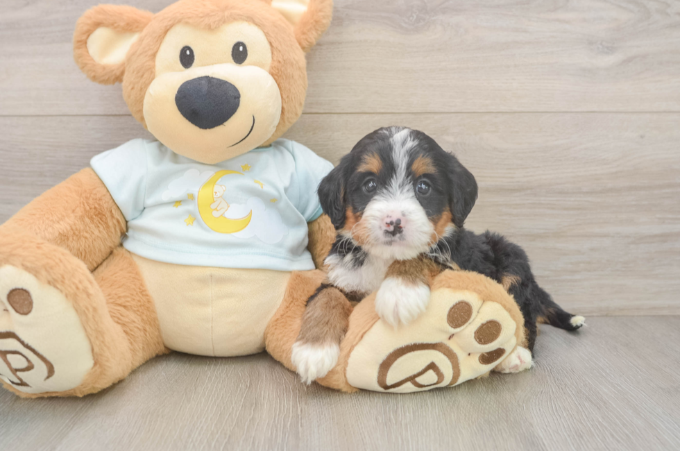 6 week old Mini Bernedoodle Puppy For Sale - Puppy Love PR