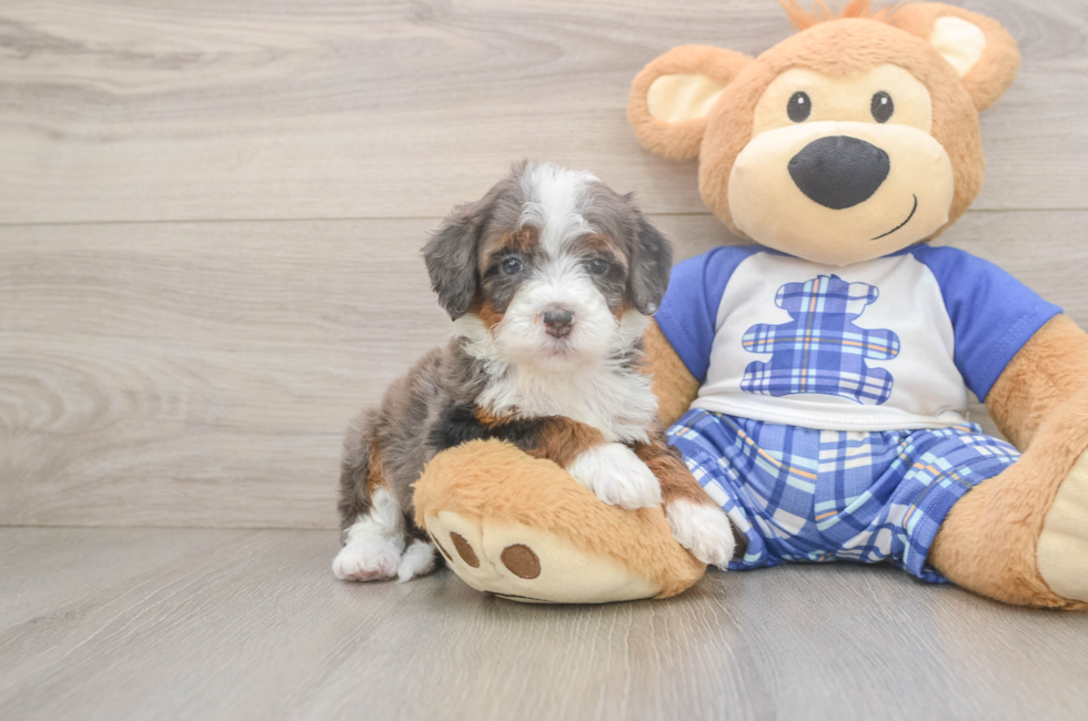 5 week old Mini Bernedoodle Puppy For Sale - Puppy Love PR