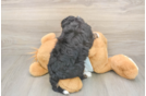 Popular Mini Bernedoodle Poodle Mix Pup