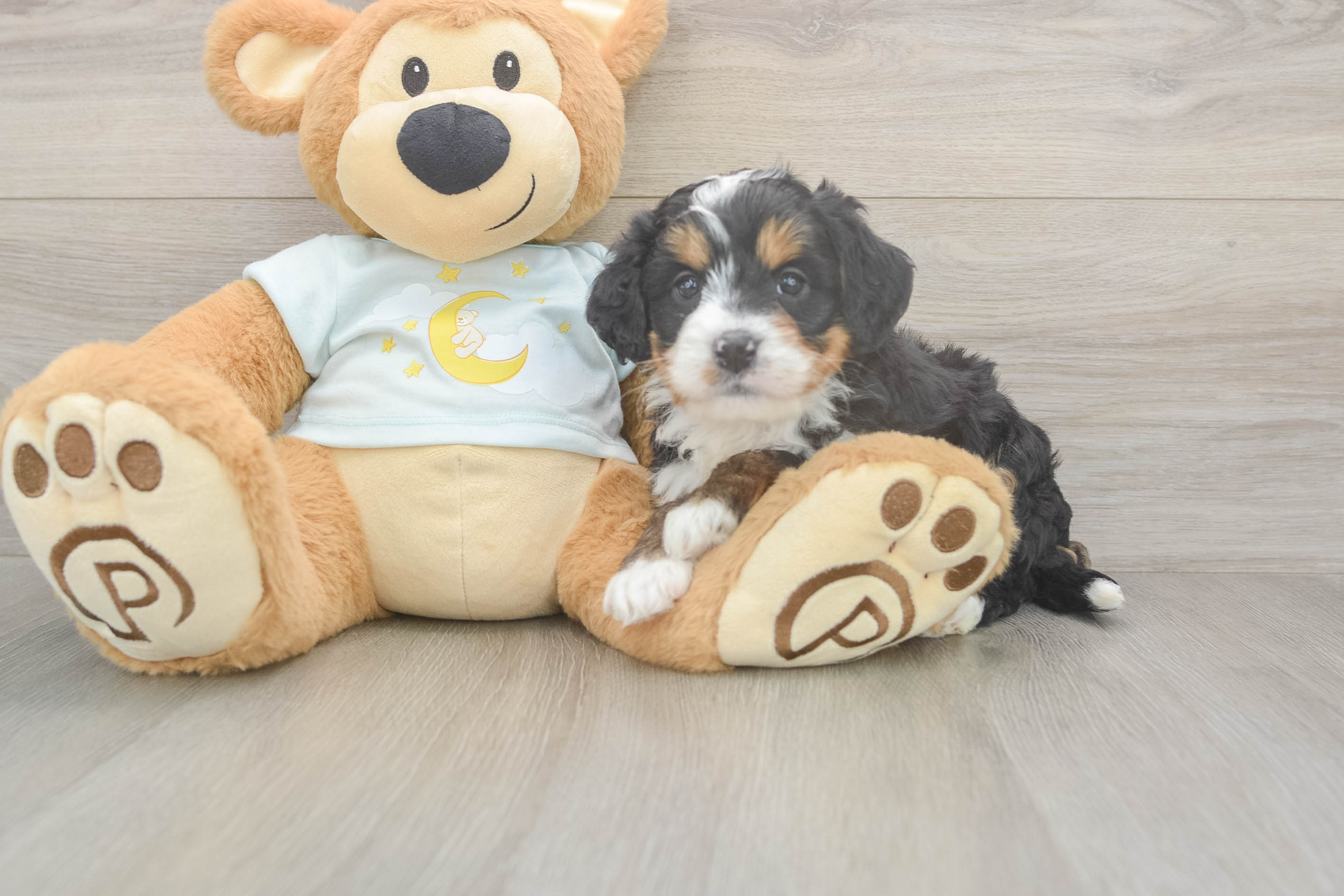 Mini Bernedoodle Puppy for Adoption