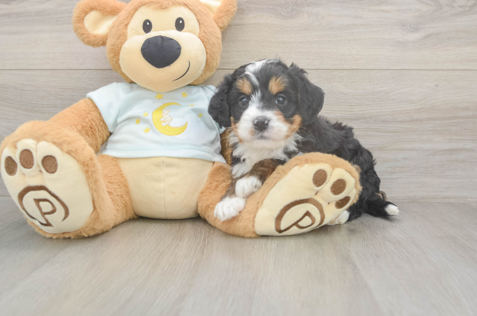 5 week old Mini Bernedoodle Puppy For Sale - Puppy Love PR