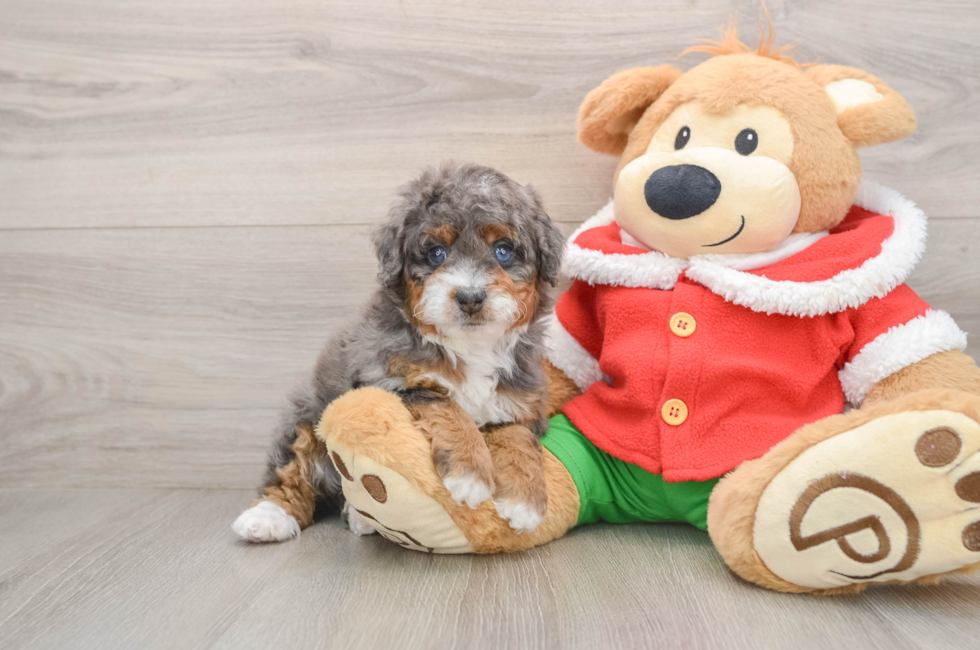 5 week old Mini Bernedoodle Puppy For Sale - Puppy Love PR