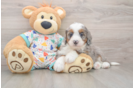 Mini Bernedoodle Puppy for Adoption