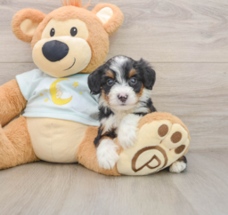 8 week old Mini Bernedoodle Puppy For Sale - Puppy Love PR