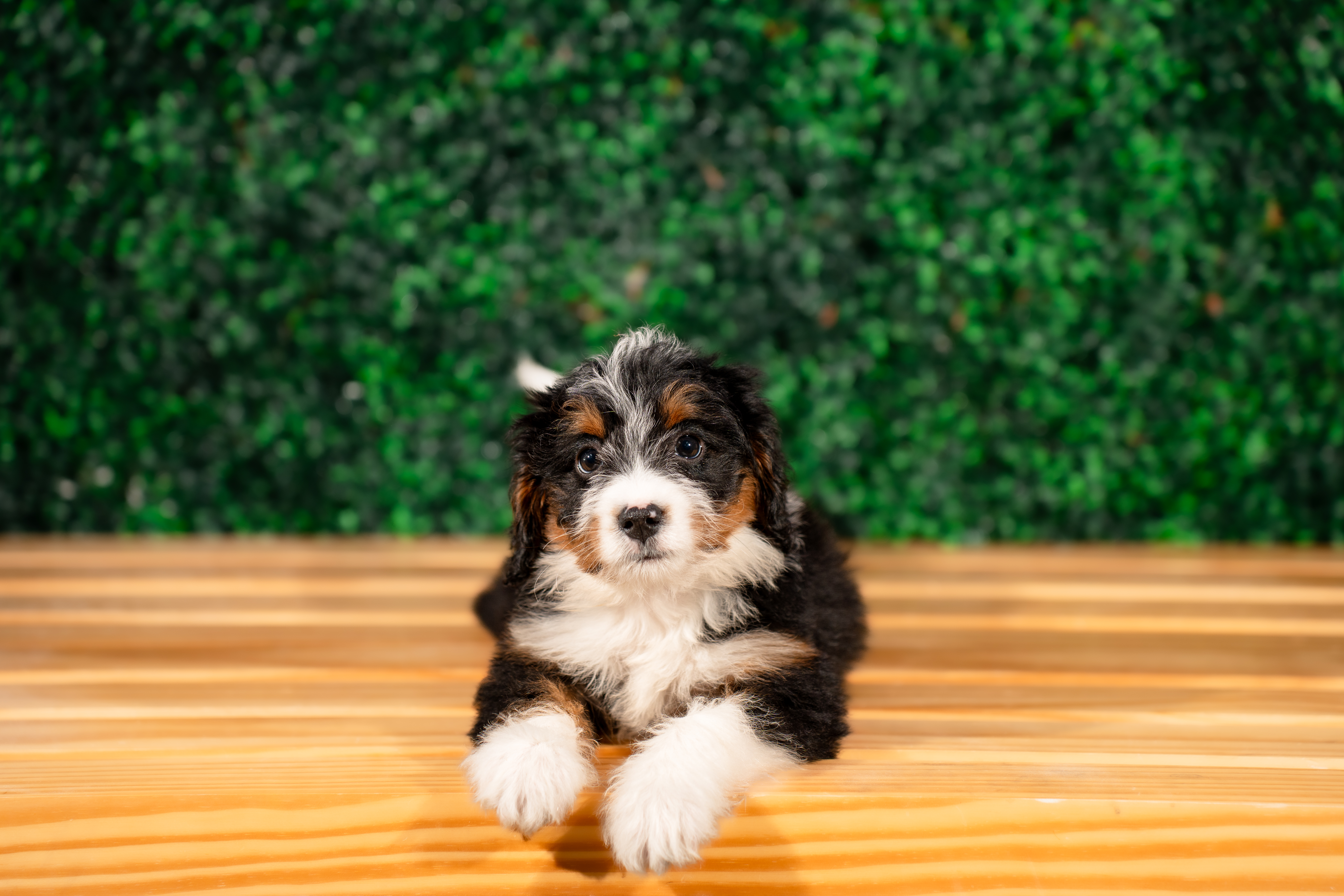 Best Mini Bernedoodle Baby
