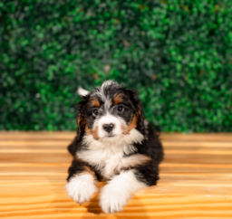 9 week old Mini Bernedoodle Puppy For Sale - Puppy Love PR