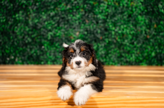 Best Mini Bernedoodle Baby