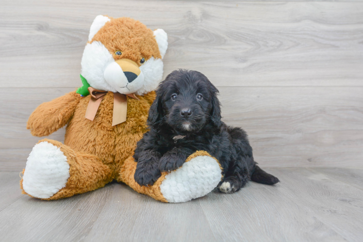 Meet Beyonce - our Mini Bernedoodle Puppy Photo 1/3 - Puppy Love PR Best Mini Bernedoodle Baby