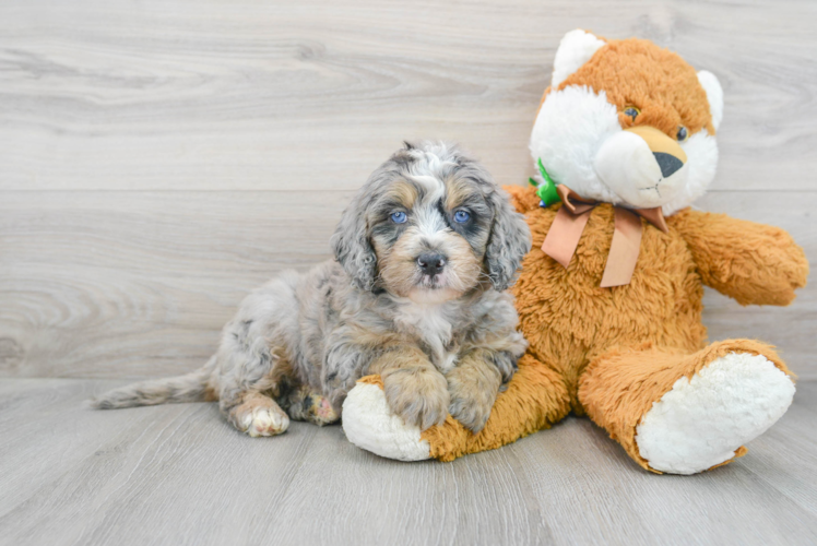 Cute Mini Bernedoodle Baby