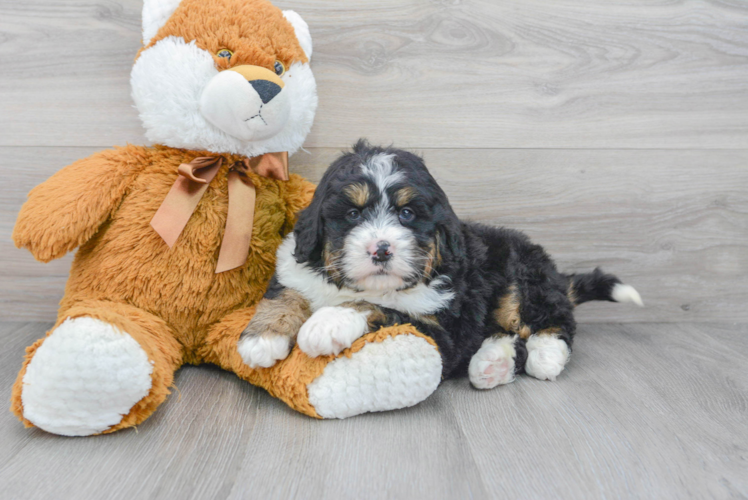 Meet Beyonce - our Mini Bernedoodle Puppy Photo 1/3 - Puppy Love PR Mini Bernedoodle Puppy for Adoption