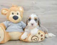7 week old Mini Bernedoodle Puppy For Sale - Puppy Love PR