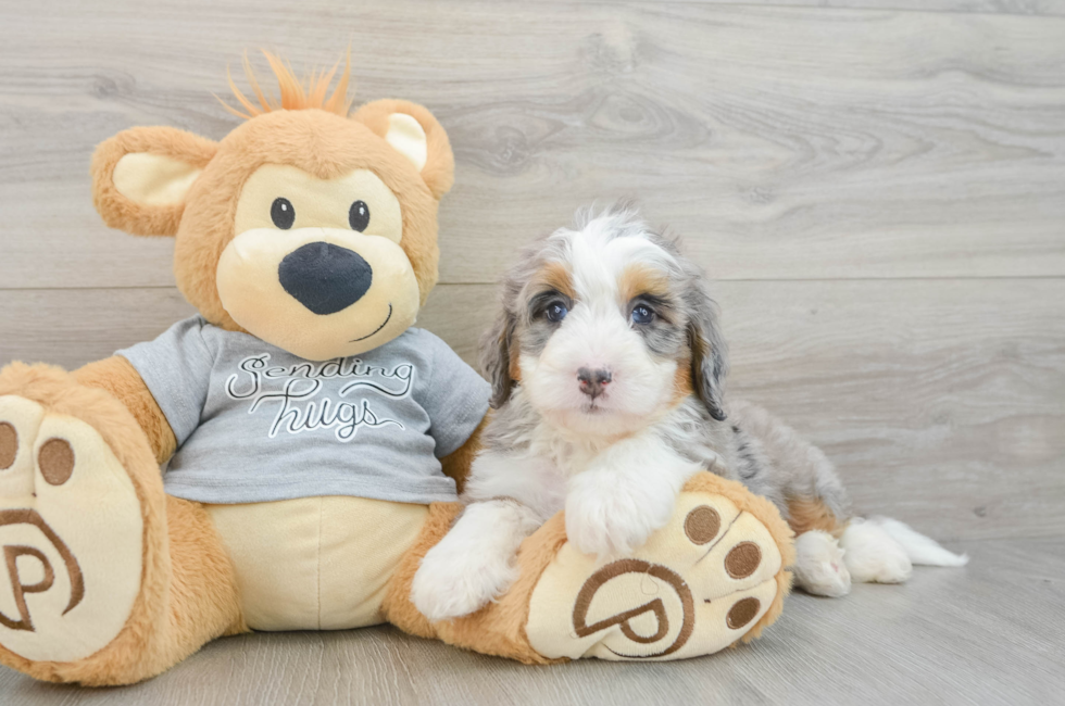 6 week old Mini Bernedoodle Puppy For Sale - Puppy Love PR