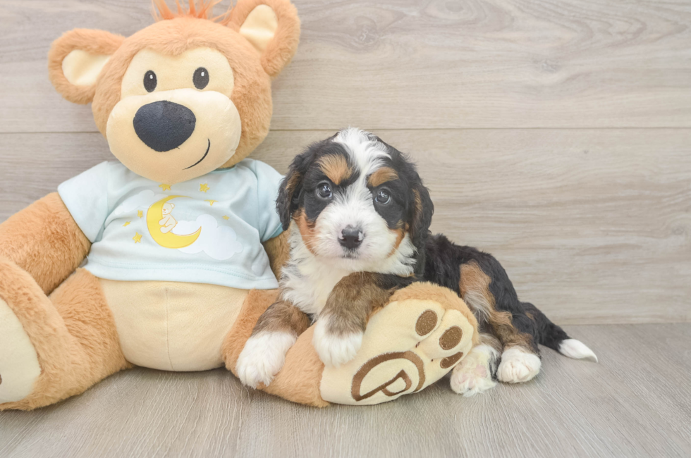 6 week old Mini Bernedoodle Puppy For Sale - Puppy Love PR