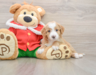 6 week old Mini Bernedoodle Puppy For Sale - Puppy Love PR
