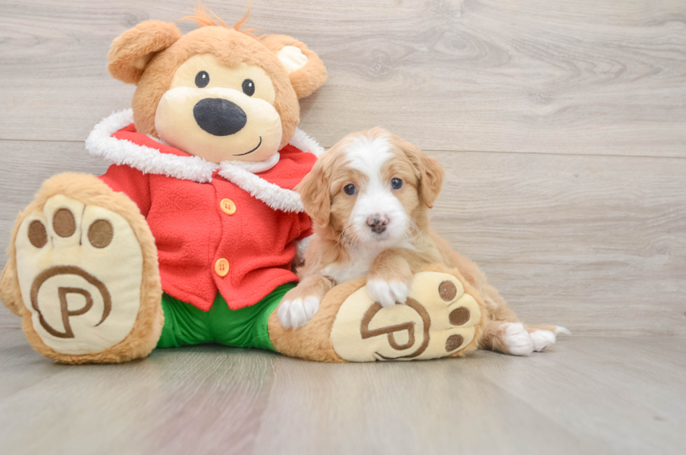 5 week old Mini Bernedoodle Puppy For Sale - Puppy Love PR