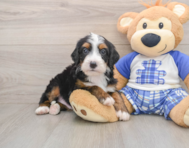 7 week old Mini Bernedoodle Puppy For Sale - Puppy Love PR