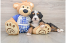 Mini Bernedoodle Pup Being Cute