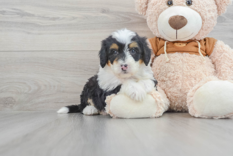 Meet Biggie - our Mini Bernedoodle Puppy Photo 1/3 - Puppy Love PR Mini Bernedoodle Pup Being Cute