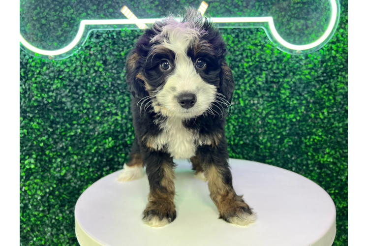 Cute Mini Bernedoodle Poodle Mix Pup