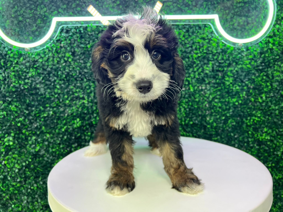 Cute Mini Bernedoodle Poodle Mix Pup