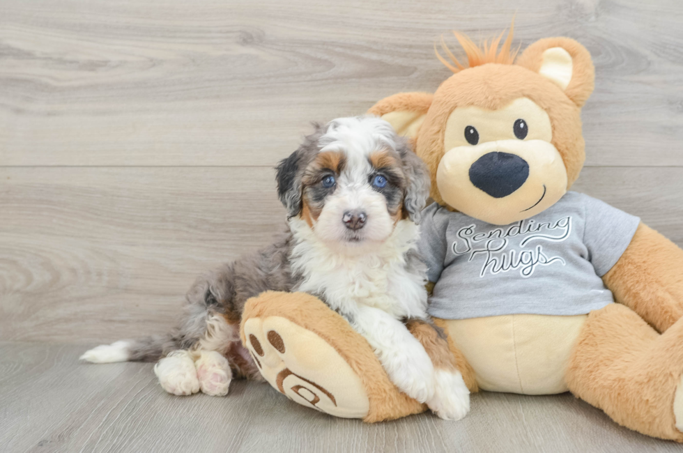 6 week old Mini Bernedoodle Puppy For Sale - Puppy Love PR
