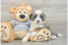 Fluffy Mini Bernedoodle Poodle Mix Pup