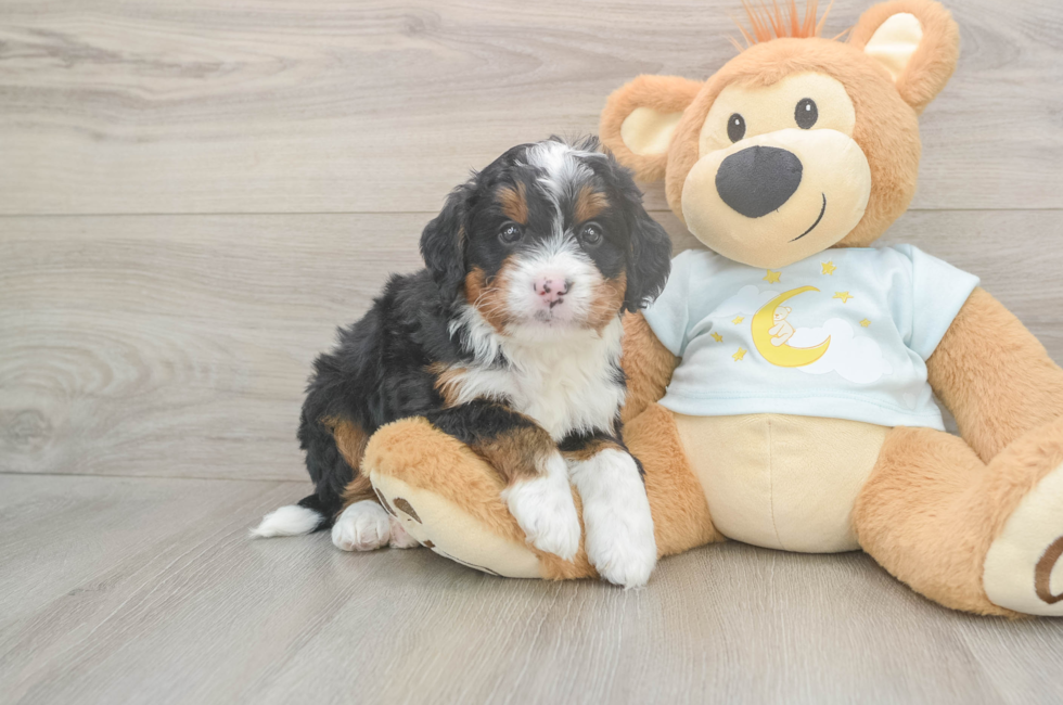 5 week old Mini Bernedoodle Puppy For Sale - Puppy Love PR