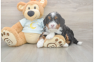 Best Mini Bernedoodle Baby