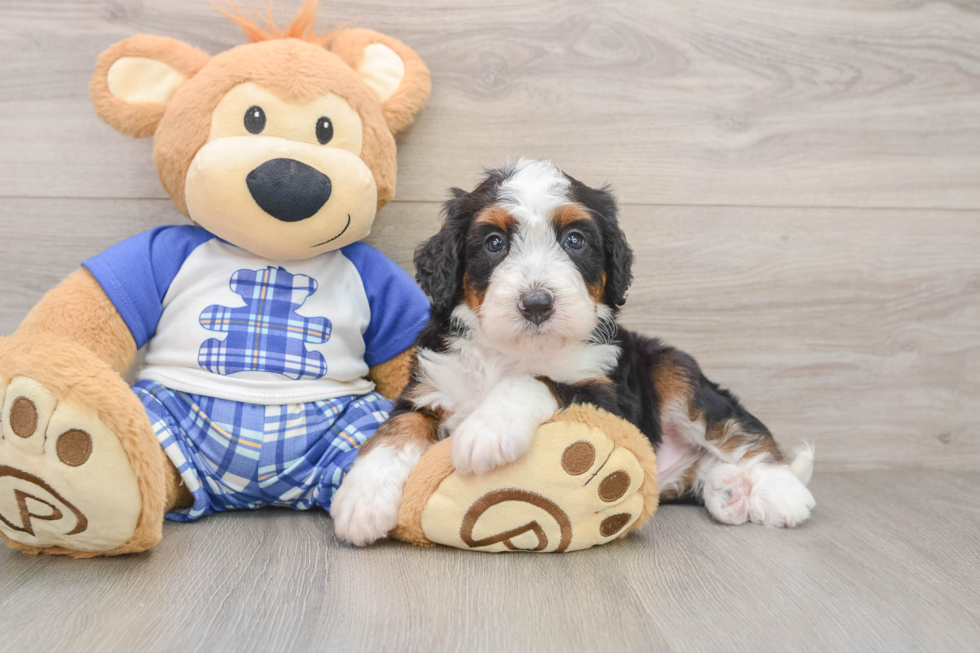 Best Mini Bernedoodle Baby