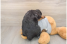 Happy Mini Bernedoodle Baby