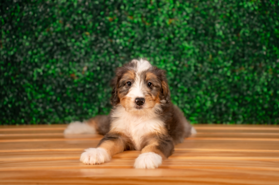 Mini Bernedoodle Pup Being Cute