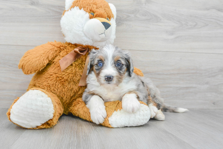 Fluffy Mini Bernedoodle Poodle Mix Pup