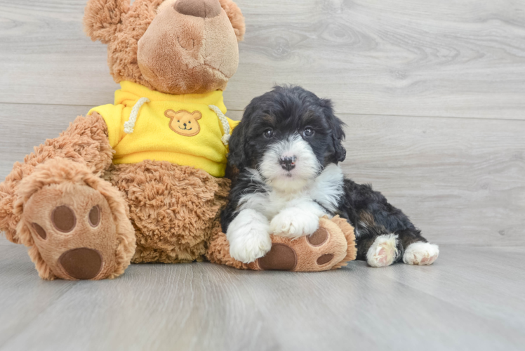 Meet Bombay - our Mini Bernedoodle Puppy Photo 1/3 - Puppy Love PR Best Mini Bernedoodle Baby