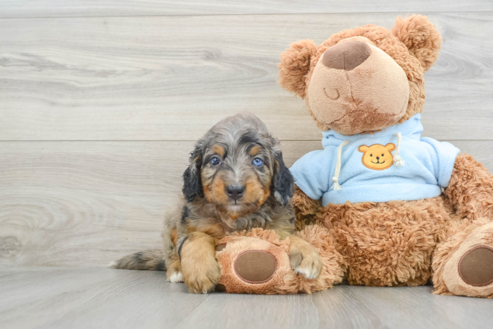 Mini Bernedoodle Puppy for Adoption