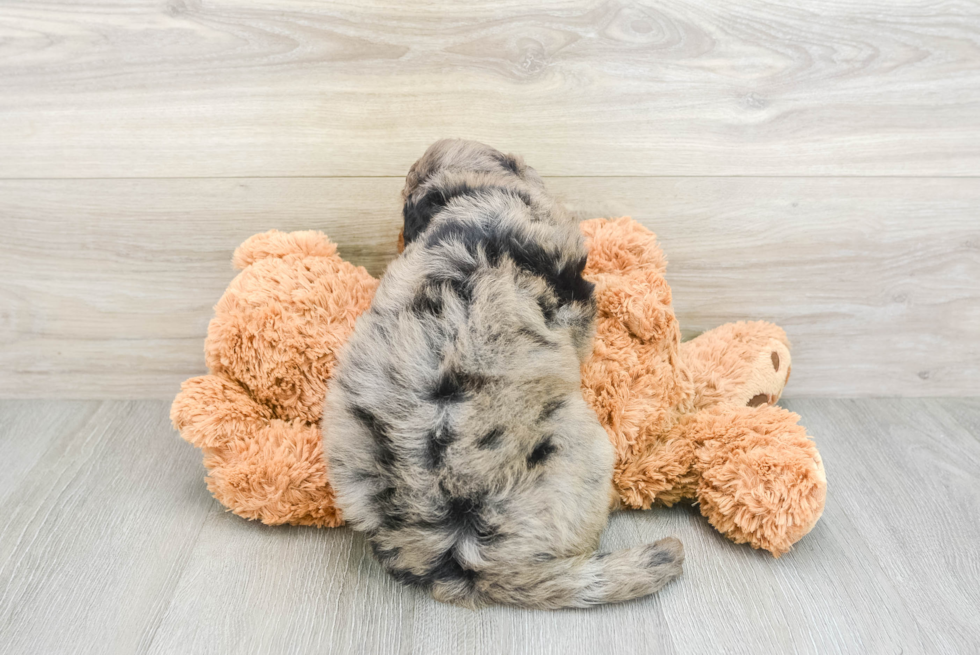 Mini Bernedoodle Puppy for Adoption