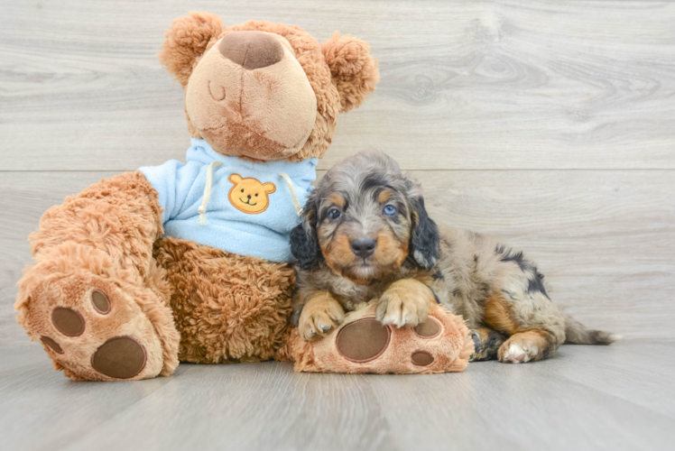 Meet Bombay - our Mini Bernedoodle Puppy Photo 1/3 - Puppy Love PR Mini Bernedoodle Pup Being Cute