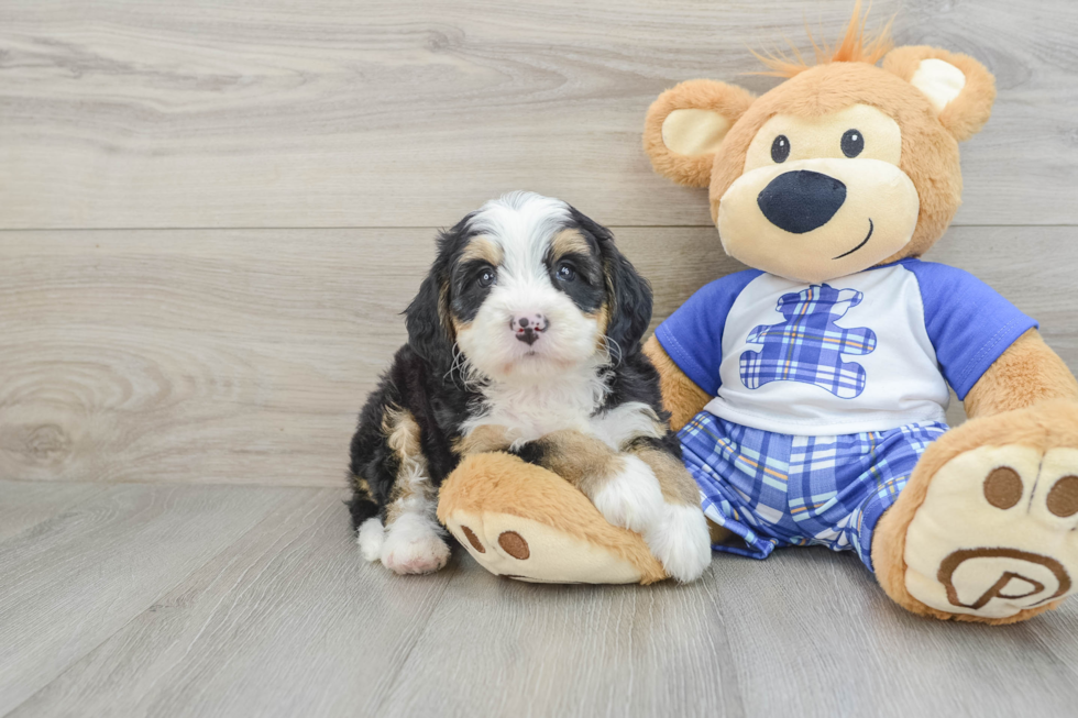 Smart Mini Bernedoodle Poodle Mix Pup