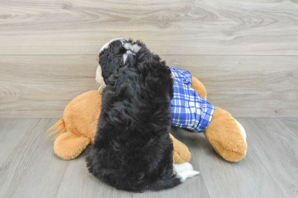 Adorable Mini Bernepoo Poodle Mix Puppy