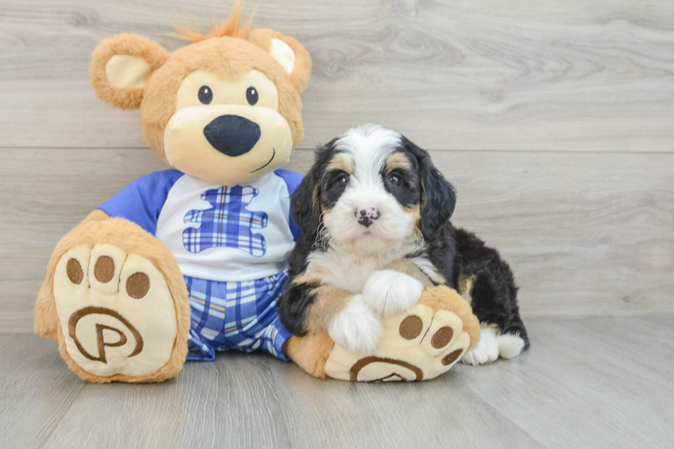 Sweet Mini Bernedoodle Baby