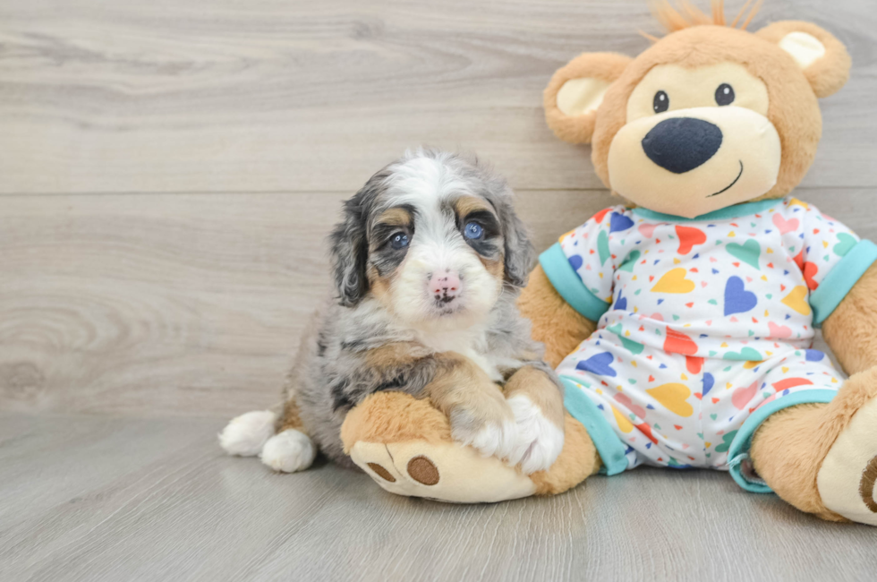 5 week old Mini Bernedoodle Puppy For Sale - Puppy Love PR
