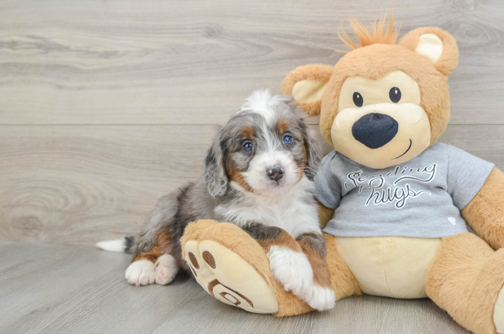 6 week old Mini Bernedoodle Puppy For Sale - Puppy Love PR