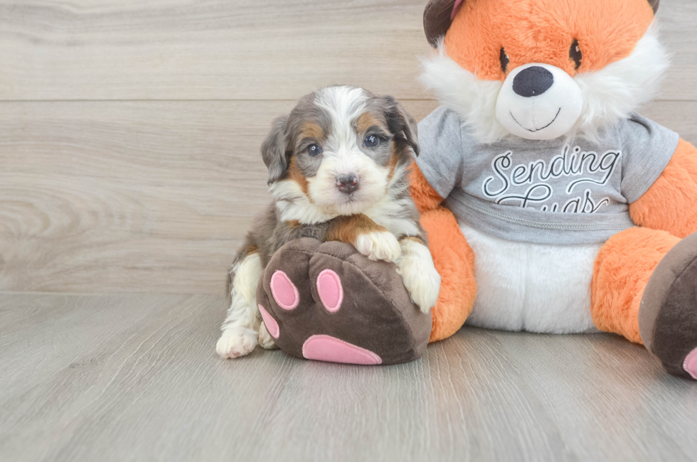 4 week old Mini Bernedoodle Puppy For Sale - Puppy Love PR