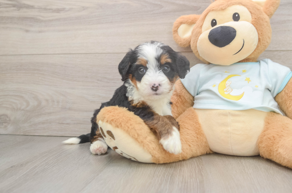 6 week old Mini Bernedoodle Puppy For Sale - Puppy Love PR