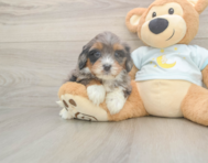6 week old Mini Bernedoodle Puppy For Sale - Puppy Love PR