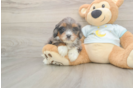 Mini Bernedoodle Puppy for Adoption