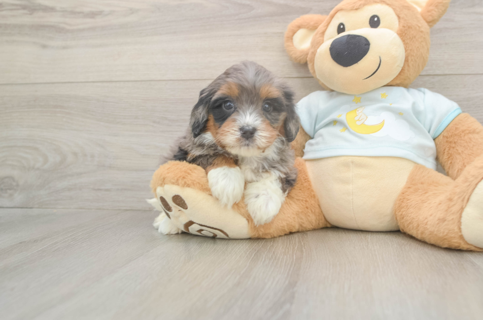 5 week old Mini Bernedoodle Puppy For Sale - Puppy Love PR
